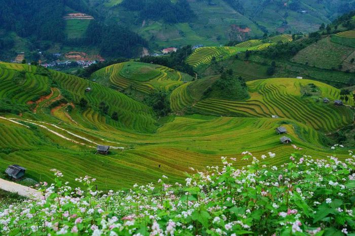 Mùa lúa ở Mù Cang Chải thường chín rộ từ cuối tháng 9 đến giữa tháng 10. Ảnh: Tuyên Parafu