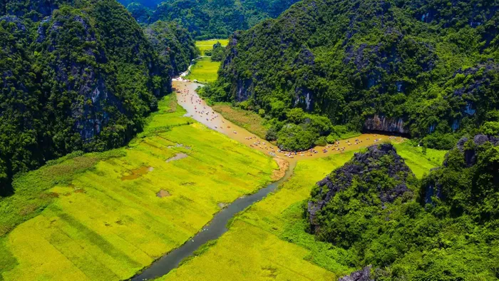 Bên cạnh hoa sen, mùa Hè cũng là lúc mùa lúa chín vàng ở Ninh Bình. Ảnh: Vương Lộc