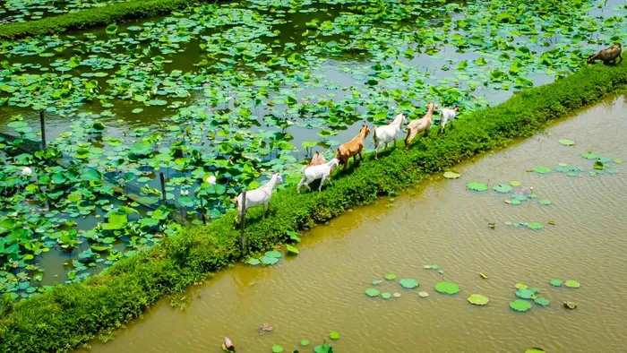 Dê, bò ung dung bên đầm sen. Ảnh: Vương Lộc