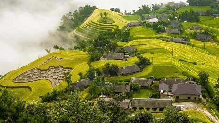 Hoàng Su Phì nổi tiếng với mùa lúa chín hàng năm. Nguồn: Nguyễn Hoàng