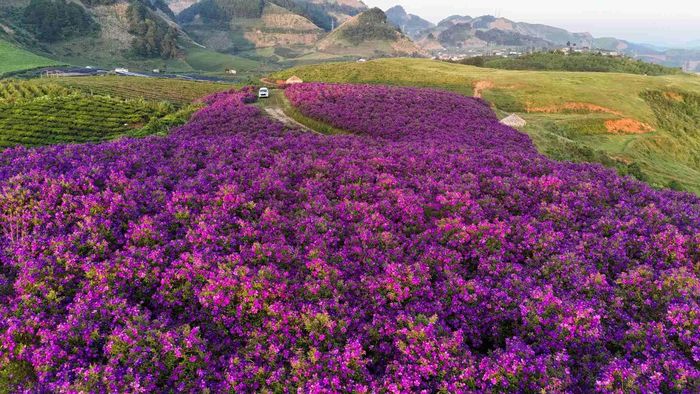 Khi nắng thay đổi, hoa cũng chuyển sắc: sớm mai tím bảng lảng trong sương, trưa bừng sáng dưới ánh vàng, chiều xuống lại trở nên lãng mạn, thơ mộng. Ảnh: Bảo Ân