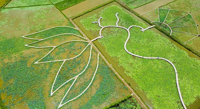 Đầm sen nhìn từ trên cao. Ảnh: Vương Lộc
