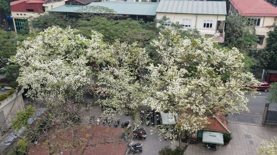 2月下旬から3月上旬の季節の変わり目は、ハノイのスアの花が最も咲く時期です。