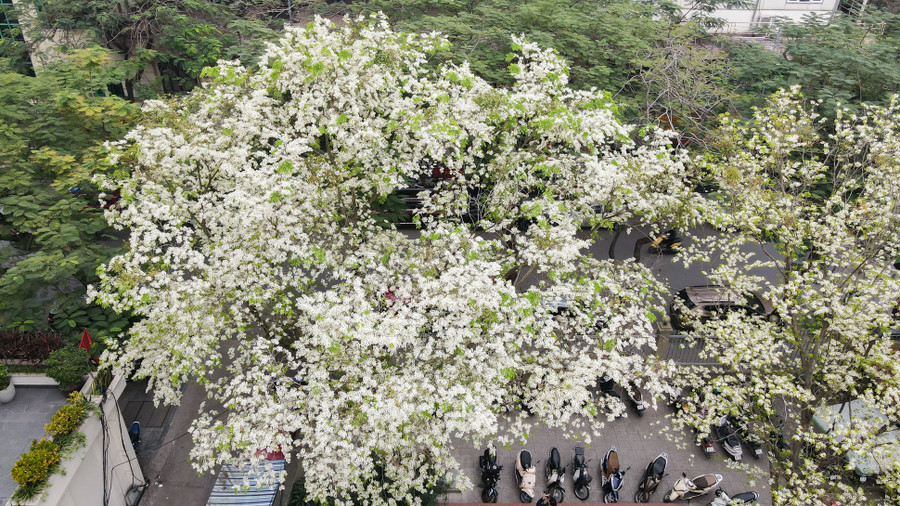 スアの花は咲いてすぐに散ってしまいますが、ハノイに非常にユニークな色をもたらします。
