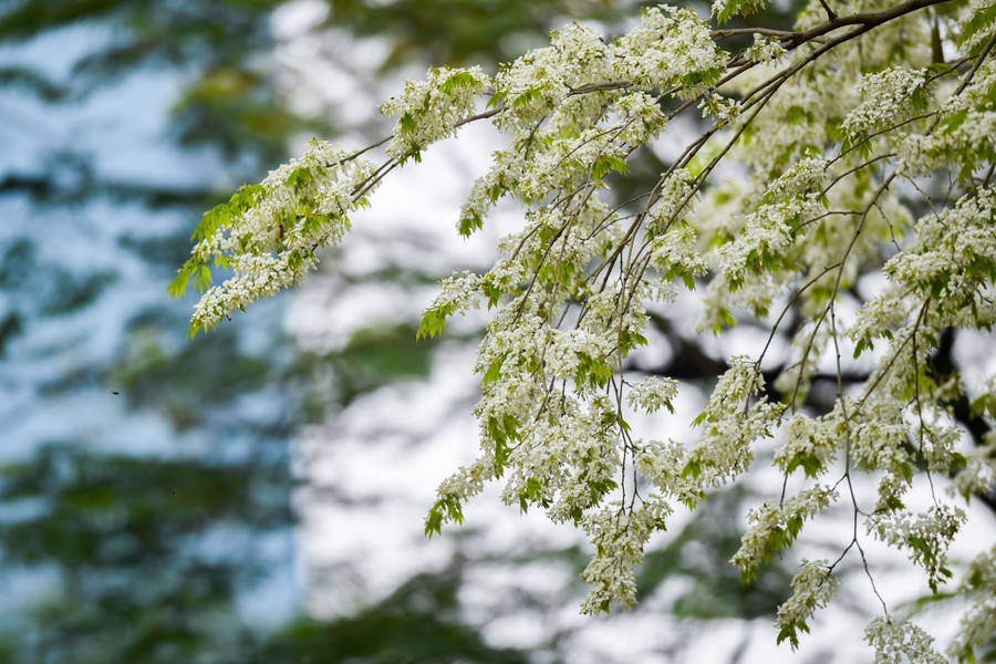 スアの花は房となって葉腋から成長し、葉が完全に成長する前に現れることが多く、軽い芳香があります。