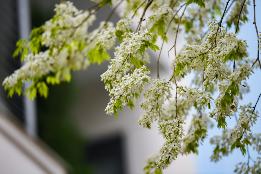 最近、ホーダックディ通りの外交団エリアにスアの花が咲いています。