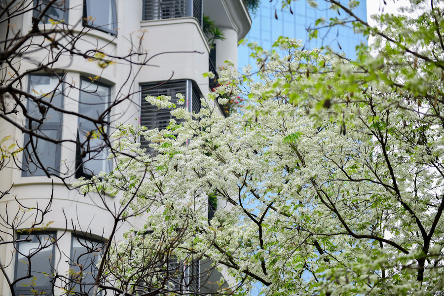 スアの花は長い間ハノイの人々の心を捉えてきました。