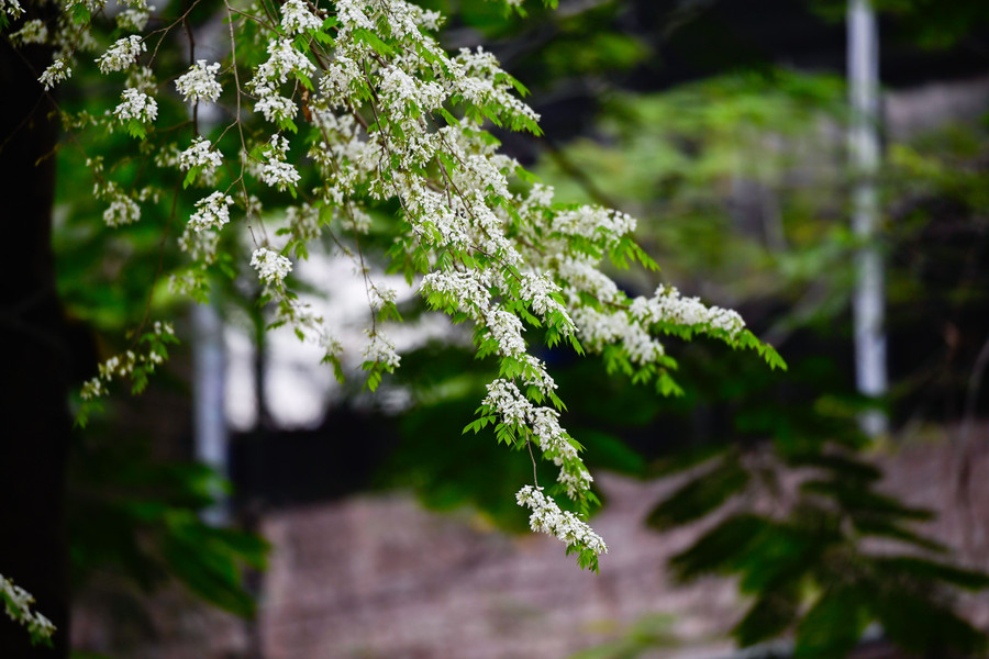 小さくてはかなげな花が咲き始め、徐々に白い房になって咲きます。