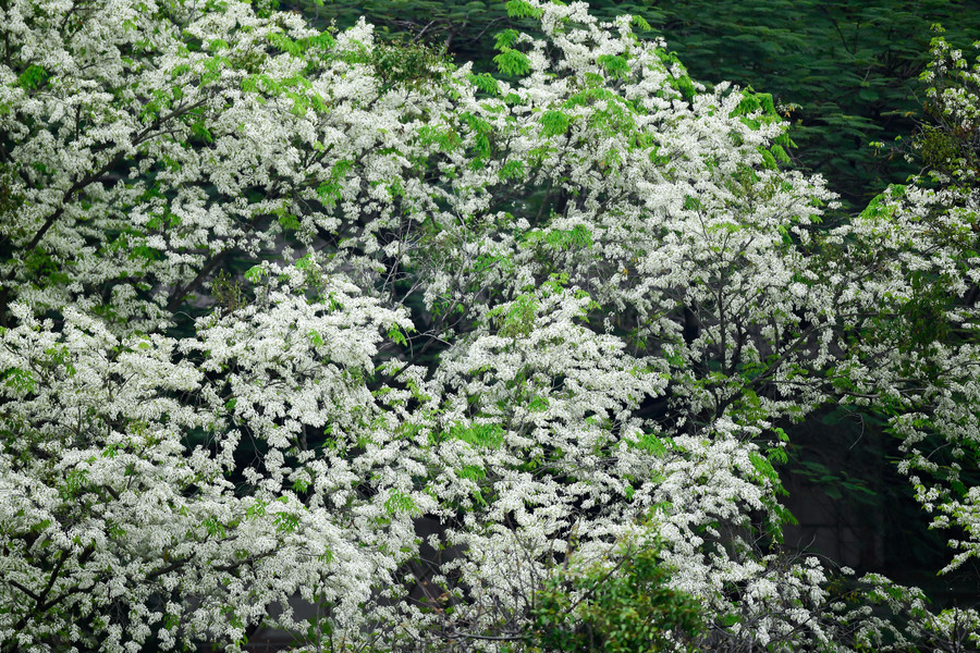 優しい風が吹くたびに、可憐なスアの花がひらひらと街路に落ち、寒いハノイの中に幻想的な気分をもたらします。