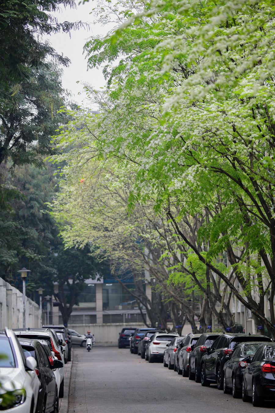 チュントゥ外交団エリアにあるスアの花の白い色。
