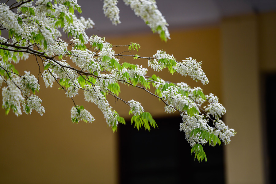 優しい風が吹くたびに、可憐なスアの花がひらひらと街路に落ち、寒いハノイの中に幻想的な気分をもたらします。