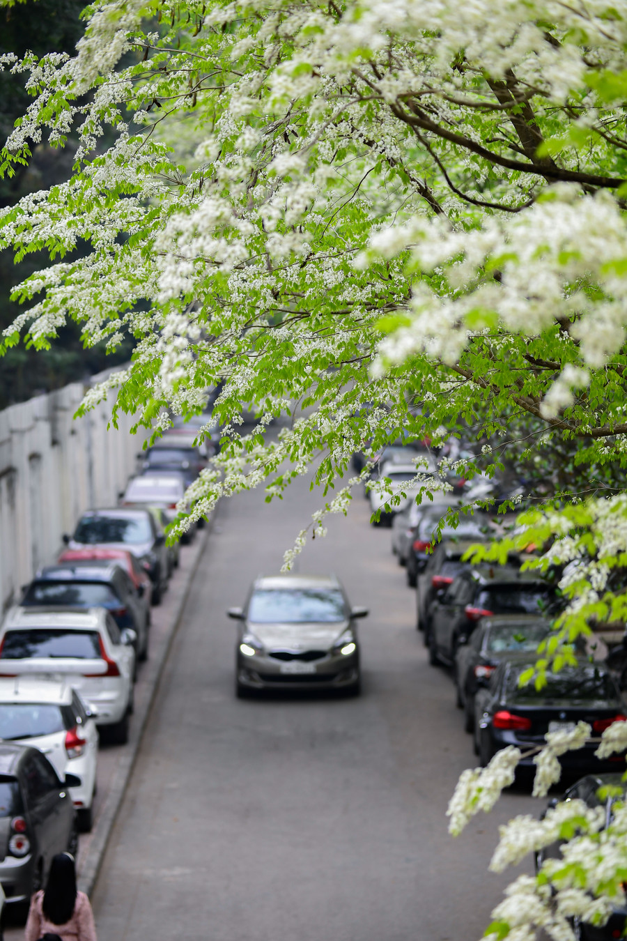 色とりどりの木々の中に純白のスアの花が街路の美しさをより鮮やかに彩ります。