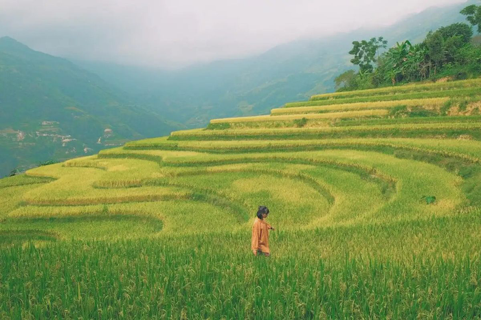 Cảnh đẹp như trong phim tại những thửa ruộng bậc thang.